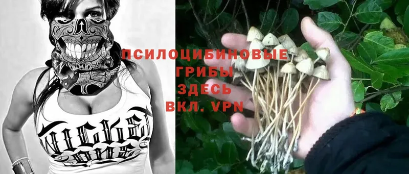 цены   Клин  Псилоцибиновые грибы Psilocybine cubensis 